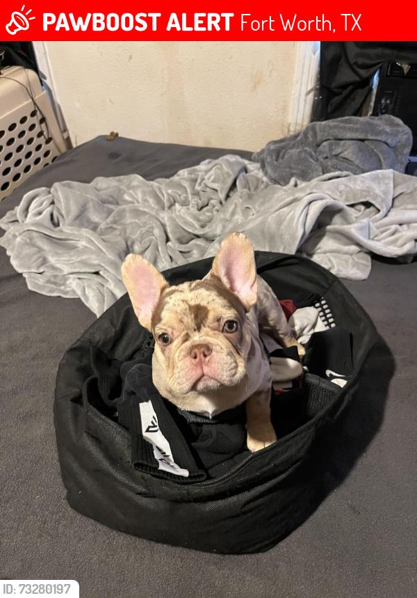 Lost Male Dog last seen Fairview st, Fort Worth, Fort Worth, TX 76111