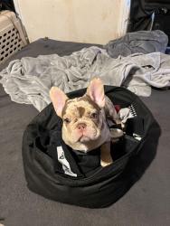 Lost Male Dog last seen Fairview st, Fort Worth, Fort Worth, TX 76111