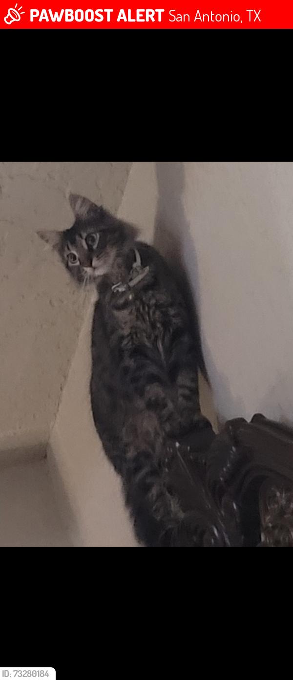 Lost Male Cat last seen Edison and Brad, near cross streets, San Antonio, TX 78201