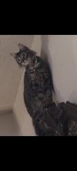 Lost Male Cat last seen Edison and Brad, near cross streets, San Antonio, TX 78201