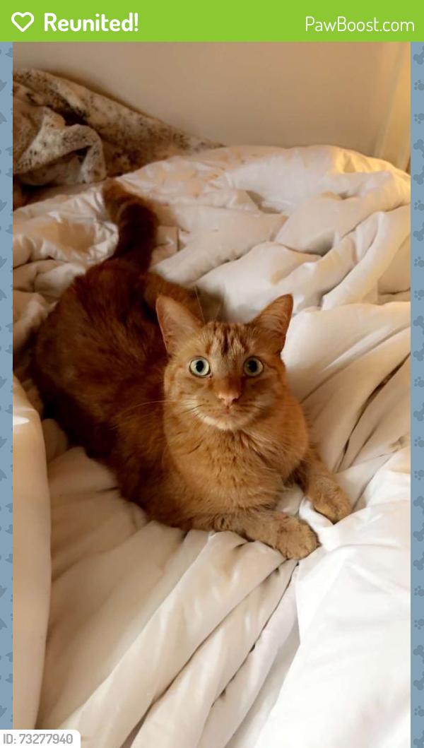 Reunited Male Cat last seen Near Broadway, Orangeville, ON L9W 7N8, Canada, Orangeville, ON L9W 7N8