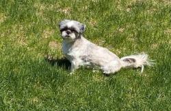 Lost Male Dog last seen Near Hartford Ave, Providence, RI 02909