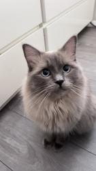 Reunited Male Cat last seen Tillingbourne road, Shalford, England 