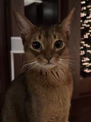 Reunited Male Cat last seen Halston court at west vancouver, West Vancouver, BC V7S 3K3