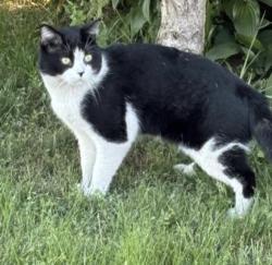 Found/Stray Unknown Cat last seen Wild Oak Ln, Markham, ON L6B 1H8, Canada, Markham, ON 
