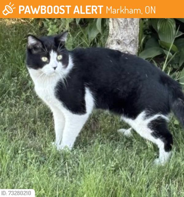 Found/Stray Unknown Cat last seen Wild Oak Ln, Markham, ON L6B 1H8, Canada, Markham, ON 