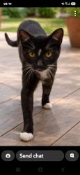 Lost Male Cat last seen Almondsbury, Almondsbury, England 