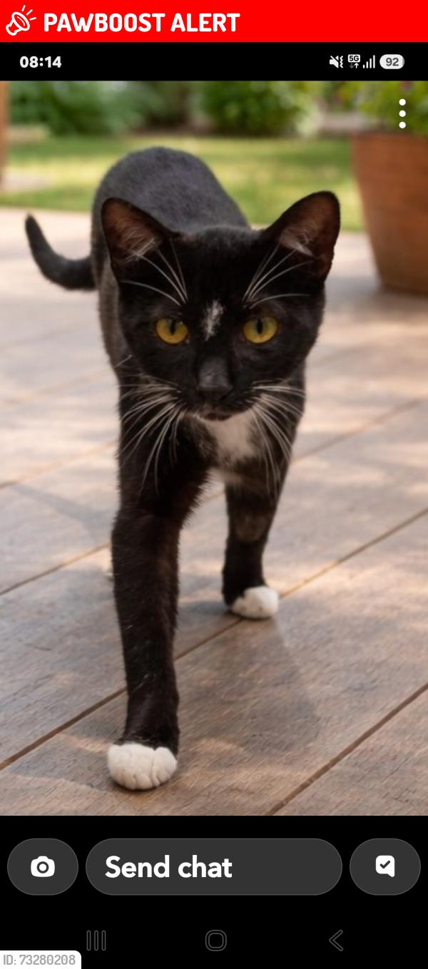 Lost Male Cat last seen Almondsbury, Almondsbury, England 