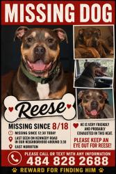 Lost Male Dog last seen Polk, kennedy, pierce road, East Norriton Township, PA 19403