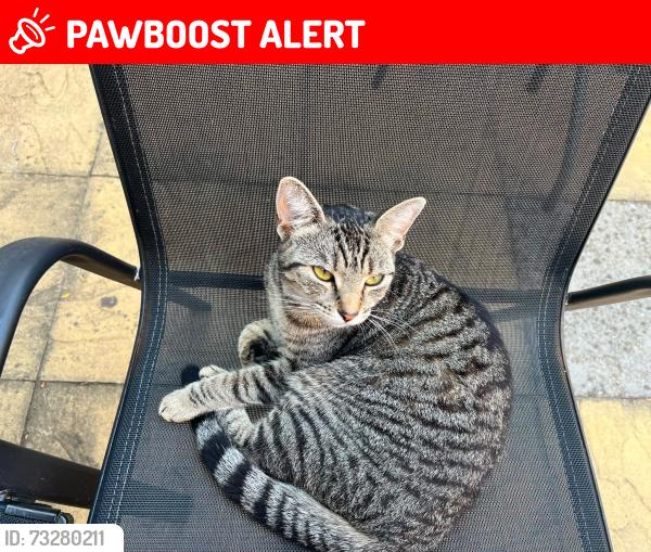 Lost Female Cat last seen St Barnabas road e18, Greater London, England E18 1DY