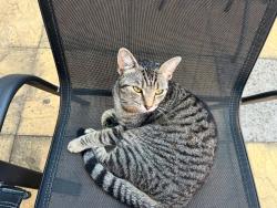 Lost Female Cat last seen St Barnabas road e18, Greater London, England E18 1DY