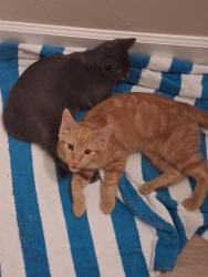 Lost Male Cat last seen Near Kelly Sands Way Fort Myers Florida 33908, Fort Myers, FL 33908