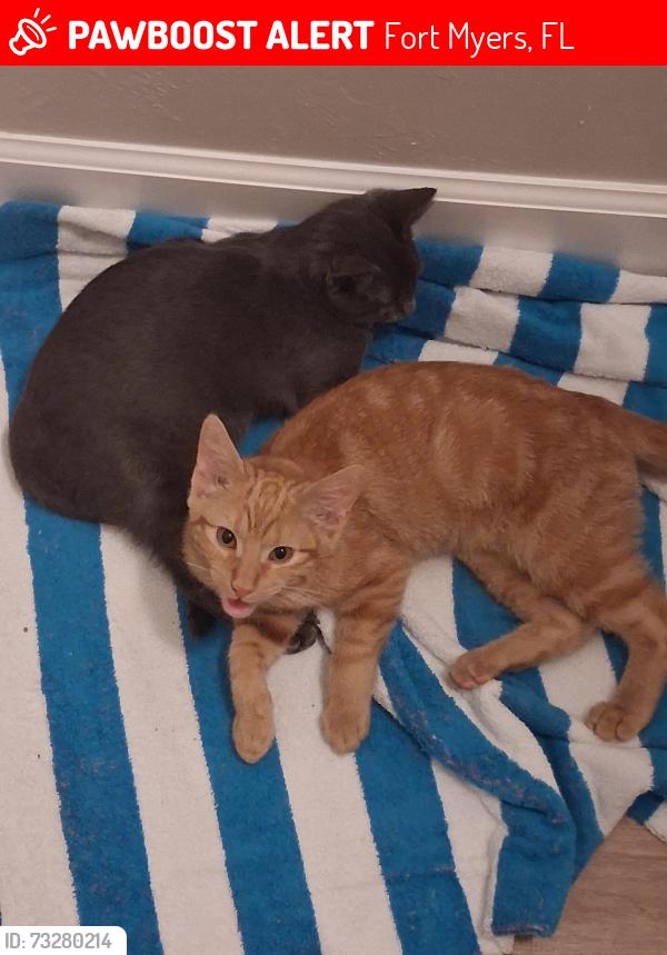 Lost Male Cat last seen Near Kelly Sands Way Fort Myers Florida 33908, Fort Myers, FL 33908