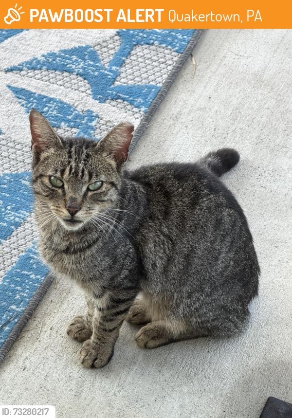 Found/Stray Unknown Cat last seen Richlandtown Rd / Thatcher Rd Haycock twp, Quakertown, PA 18951