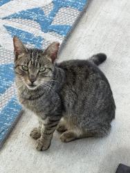 Found/Stray Unknown Cat last seen Richlandtown Rd / Thatcher Rd Haycock twp, Quakertown, PA 18951