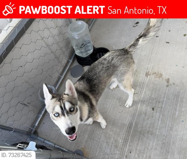 Lost Female Dog last seen E southcross blvd, San Antonio, TX 78223