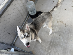 Lost Female Dog last seen E southcross blvd, San Antonio, TX 78223