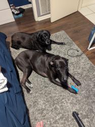 Reunited Male Dog last seen Northridge Dr and Countryside blvd, Clearwater, FL 33761