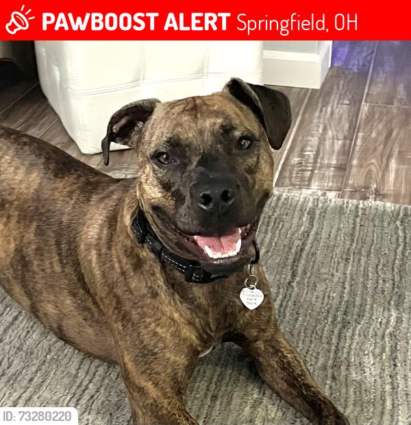 Lost Male Dog last seen S Bird Rd, heading north toward Reid Golf park, Springfield, OH 45505