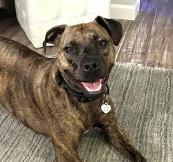 Lost Male Dog last seen S Bird Rd, heading north toward Reid Golf park, Springfield, OH 45505