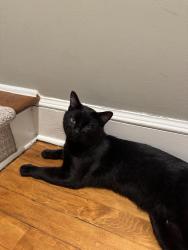 Reunited Male Cat last seen Bruce park avenue, Greenwich, CT 06830