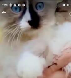 Lost Male Cat last seen Buffington Street, Huntington, WV 25702