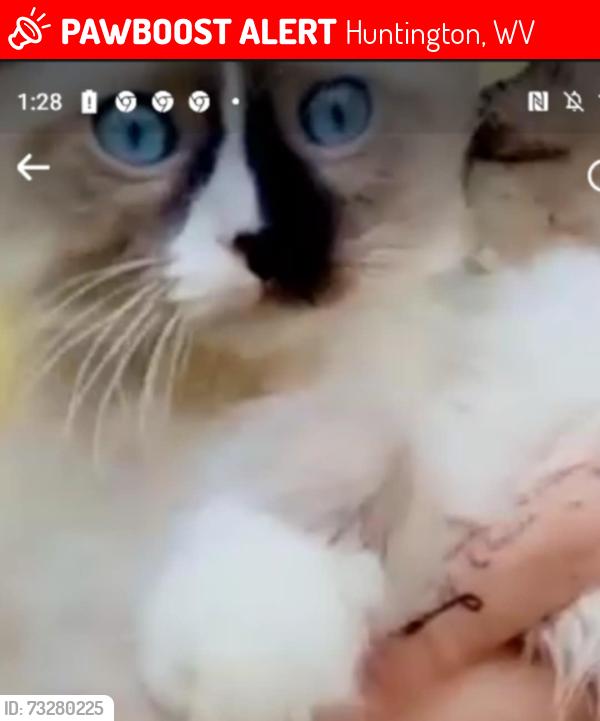 Lost Male Cat last seen Buffington Street, Huntington, WV 25702