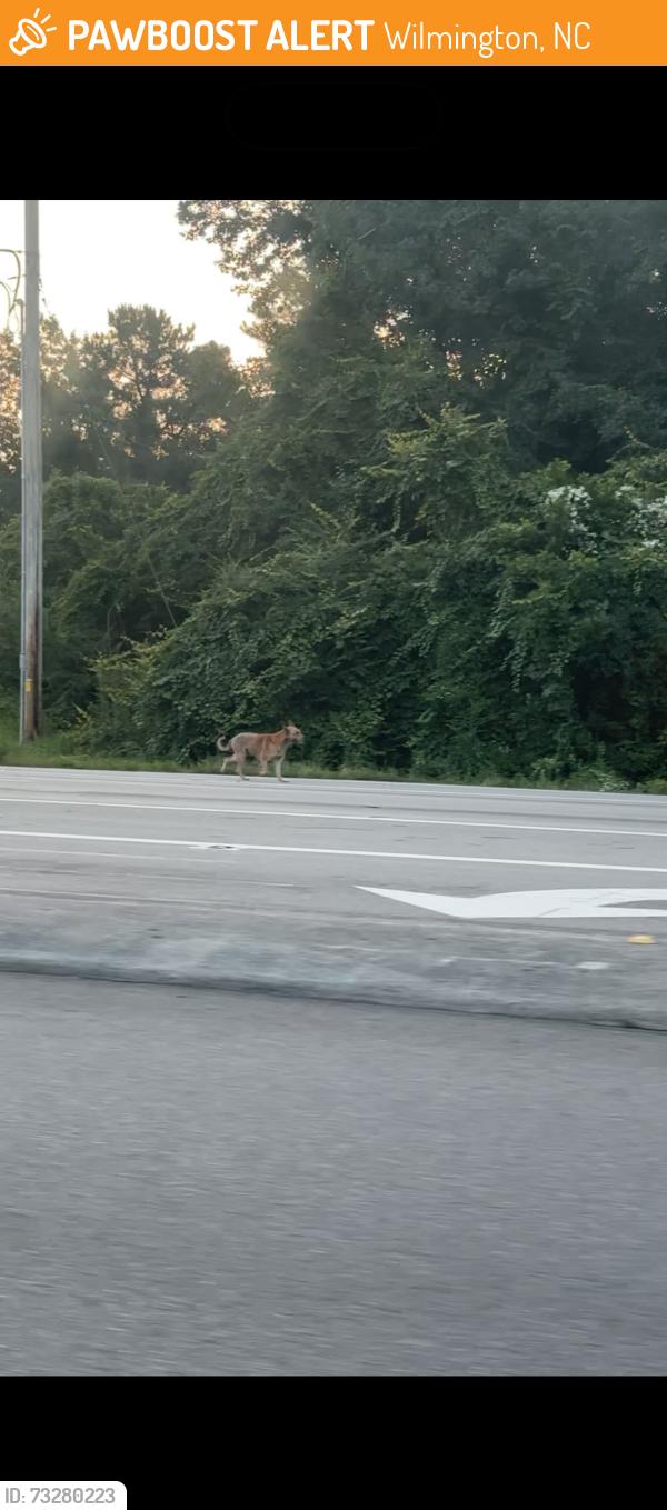 Found/Stray Unknown Dog last seen Holly Tree Road and College Road, Wilmington, NC 28403