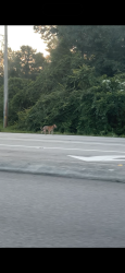 Found/Stray Unknown Dog last seen Holly Tree Road and College Road, Wilmington, NC 28403