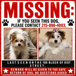 Lost Female Dog last seen Vine street, Philadelphia, PA 19151