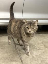 Reunited Female Cat last seen John D Morgan Park, Campbell, CA 95008