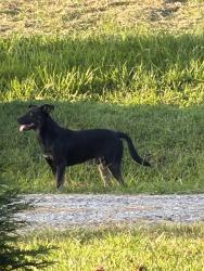 Found/Stray Unknown Dog last seen Jackson loop, Henderson County, NC 28731