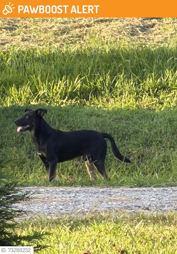 Found/Stray Unknown Dog last seen Jackson loop, Henderson County, NC 28731