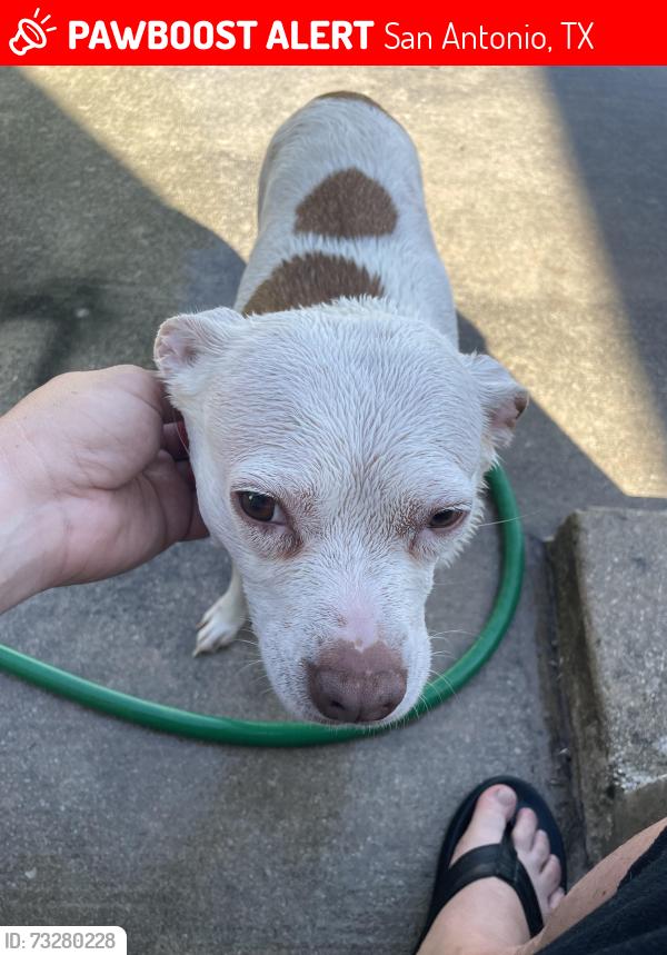 Lost Female Dog last seen Kenton pl & cinnamon hill, San Antonio, TX 78240
