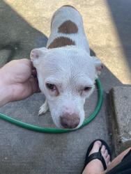 Lost Female Dog last seen Kenton pl & cinnamon hill, San Antonio, TX 78240