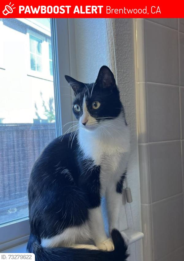 Lost Female Cat last seen Spanish Bay Drive & Saint Andrews Drive, Brentwood, CA 94513