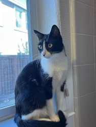 Lost Female Cat last seen Spanish Bay Drive & Saint Andrews Drive, Brentwood, CA 94513