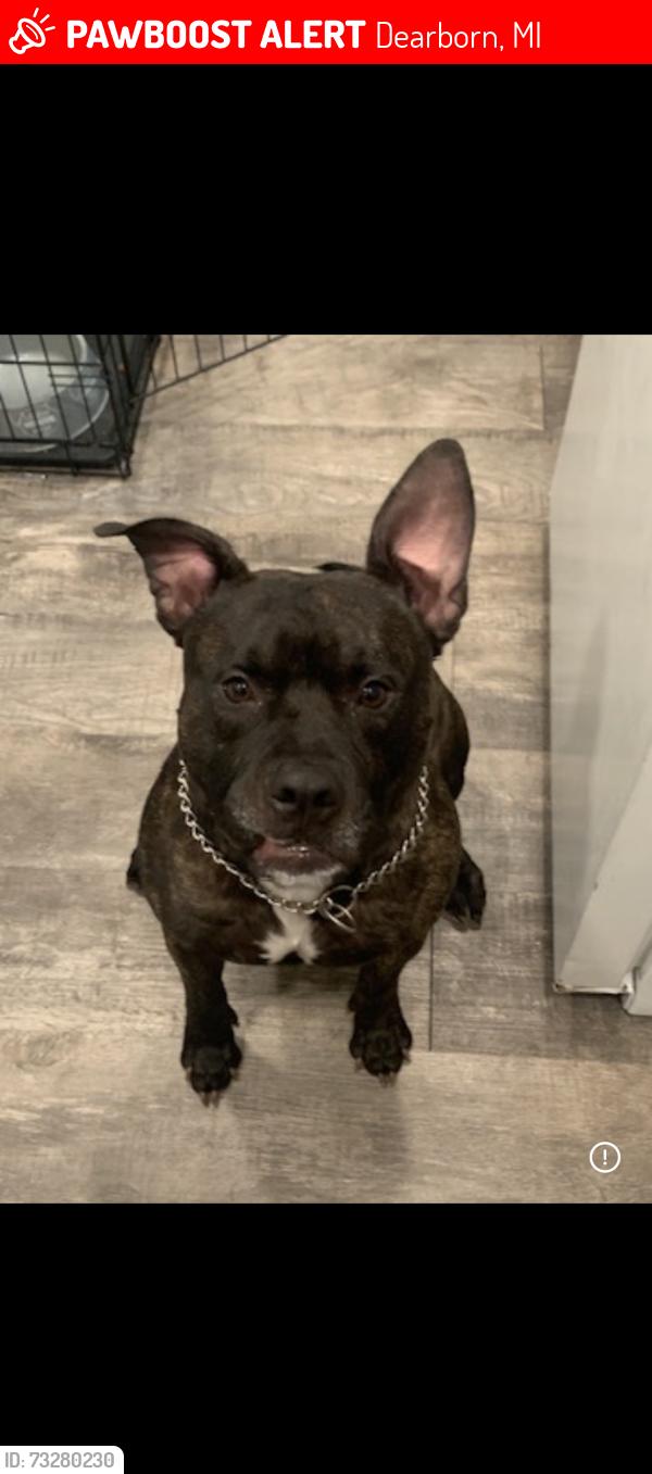 Lost Male Dog last seen Imperial suites hotel, Dearborn, MI 48124