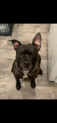 Lost Male Dog last seen Imperial suites hotel, Dearborn, MI 48124