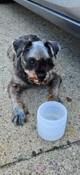 Reunited Female Dog last seen Sun Chemical Chickering, Cincinnati, OH 45232
