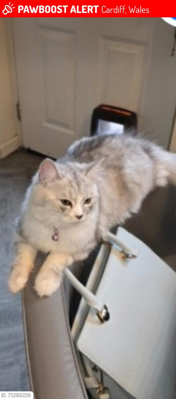 Lost Female Cat last seen Vets for pets cowbridge rd west ely. Cardiff, Cardiff, Wales 