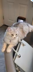 Lost Female Cat last seen Vets for pets cowbridge rd west ely. Cardiff, Cardiff, Wales 