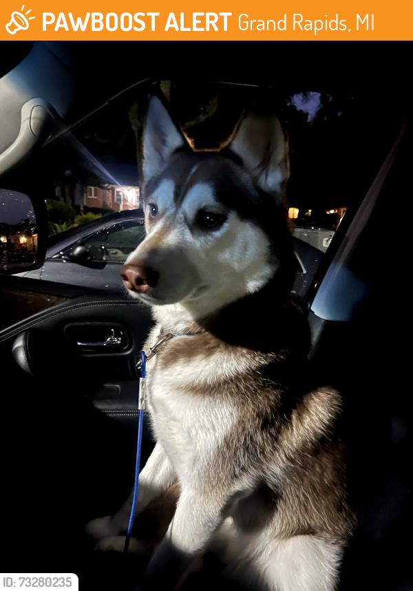 Found/Stray Female Dog last seen 5 mile and highway, Grand Rapids, MI 49525