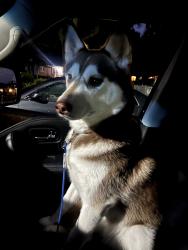 Found/Stray Female Dog last seen 5 mile and highway, Grand Rapids, MI 49525