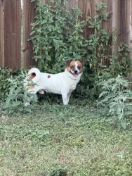 Found/Stray Male Dog last seen Golden eye, San Antonio, TX 78245