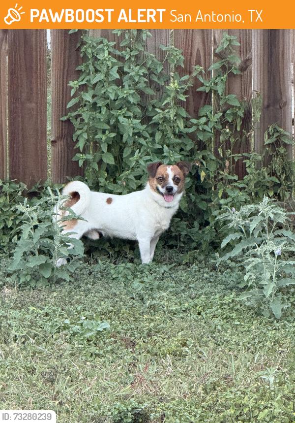 Found/Stray Male Dog last seen Golden eye, San Antonio, TX 78245