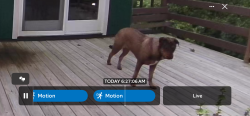 Found/Stray Unknown Dog last seen One quarter mile east of Allison on Rocky Springs Rd, Piney Flats, TN 37686