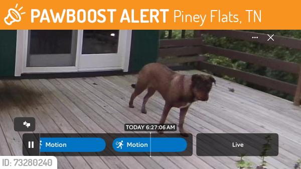 Found/Stray Unknown Dog last seen One quarter mile east of Allison on Rocky Springs Rd, Piney Flats, TN 37686