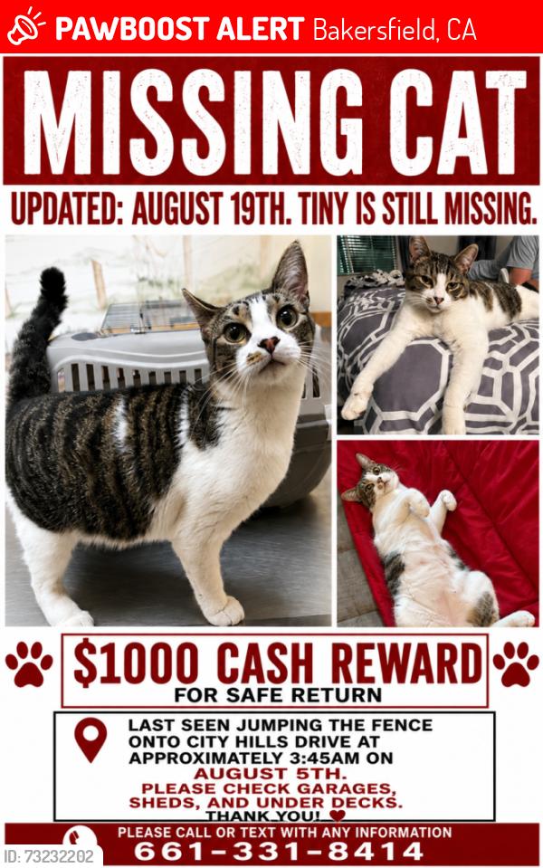 Lost Male Cat last seen City Hills Drive in between Garden Park Drive and Kuma Way, Bakersfield, CA 93306