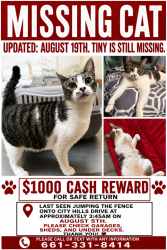 Lost Male Cat last seen City Hills Drive in between Garden Park Drive and Kuma Way, Bakersfield, CA 93306